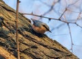 Sitta europaea, Eurasian nuthatch or wood nuthatch sitting on the wood.