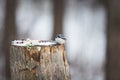 Sitta europaea or The nuthatches constitute a genus, sitting on the stump and pecking seeds in winter on a sunny day