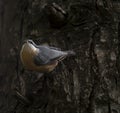 Sitta europea `Trepadeira-azul` a little blue song bird in the natural park of `Bom Jesus` Braga. Royalty Free Stock Photo