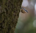 Sitta europea `Trepadeira-azul` a little blue song bird in the natural park of `Bom Jesus` Braga.