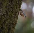 Sitta europea `Trepadeira-azul` a little blue song bird in the natural park of `Bom Jesus` Braga.