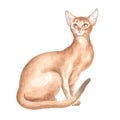 The sitting Abyssinian cat