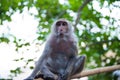 Sitting adult macaque monkey Royalty Free Stock Photo