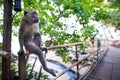 Sitting adult macaque monkey Royalty Free Stock Photo