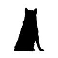 Sitting Alaskan Malamute Dog Silhouette Front View Preview Isolated On White Background