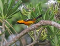 Sitting Altamira Oriole Royalty Free Stock Photo