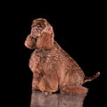 Sitting American Cocker Spaniel dog Royalty Free Stock Photo