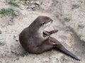 Sitting Asian Short-clawed Otter, Aonyx Cinerea. Royalty Free Stock Photo
