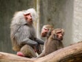 Sitting baboons Royalty Free Stock Photo