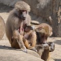 Sitting baboons, outdoors Royalty Free Stock Photo