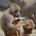 Sitting baboons, outdoors Royalty Free Stock Photo