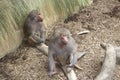 Sitting Baboons Royalty Free Stock Photo