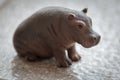 baby hippopotamus rubber toy Royalty Free Stock Photo