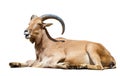 Sitting barbary sheep over white background with shade