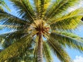 Landscape, walpaper, background, sea, beach a palm tree like a hat