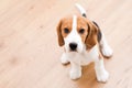 Sitting beagle puppy