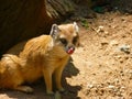 Mongoose fox Cynictis penicillata Royalty Free Stock Photo