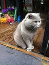 Sitting Beautiful Fluffy Gray Kitty Cat with Yellow Eyes Royalty Free Stock Photo