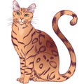 Sitting Bengal breed cat