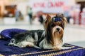 Sitting Biewer Yorkshire terrier with blue bow Royalty Free Stock Photo