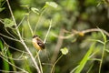 Sitting Black-capped Donacobius Royalty Free Stock Photo