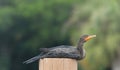 Black feathered Cormorant bird dock pole sitting