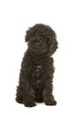 Sitting black labradoodle puppy facing the camera seen from the front