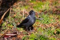 Large and black bird on sunny day of March Royalty Free Stock Photo