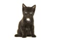Sitting black with white chest kitten looking at the camera Royalty Free Stock Photo