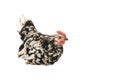 Sitting black and white rooster chicken Royalty Free Stock Photo