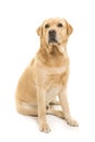 Sitting blond labrador retriever glancing away on a white background