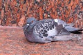 Sitting blue city pigeon on red granite stone board