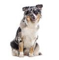 Sitting blue merle Australian Shepherd panting, photographed against a white background