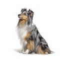 Sitting Blue merle Sheltie