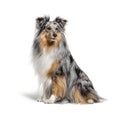 Sitting Blue merle Sheltie