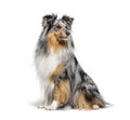 Sitting Blue merle Sheltie