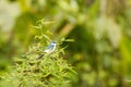 Sitting Blue-and-white Swallow