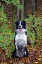 Sitting border collie dog Royalty Free Stock Photo