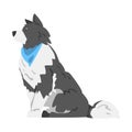 Sitting Border Collie Dog, Side View of Smart Shepherd Pet Animal with Black White Coat Cartoon Vector Illustration Royalty Free Stock Photo