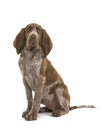 Sitting bracco italiano puppy isolated on a white background Royalty Free Stock Photo