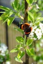 This admiral butterfly sits pretty on some white ornamental pear flowers. Royalty Free Stock Photo