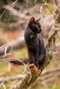 Sitting on a branch and staring at the side as cat poses, eyes focus and ears up cat on full alert Royalty Free Stock Photo