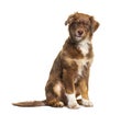 Sitting brown Australian shepherd dog looking at camera Royalty Free Stock Photo