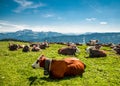 Sitting brown cows in the mountains