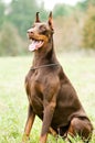 Sitting brown doberman pinscher