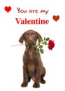 Sitting brown labrador retriever puppy holding a red rose on a white background