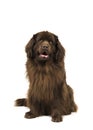 Sitting brown newfoundland dog looking up isolated on a white ba