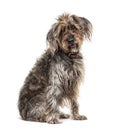 Sitting brown Shaggy Korthals Griffon dog, isolated