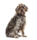 Sitting brown Shaggy Korthals Griffon dog, isolated