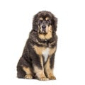 Sitting brown Tibetan mastiff dog, isolated on white